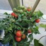 Micro Tom, Tomato Seeds - Packet thumbnail number null